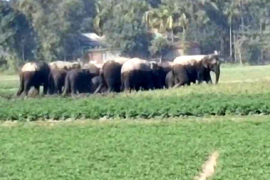 The elephant herd at Balasundar village of the Mathabhanga subdivision in Cooch Behar on Tuesday
