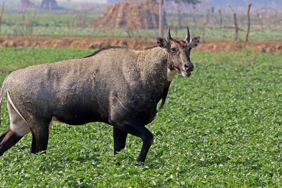 Representational image