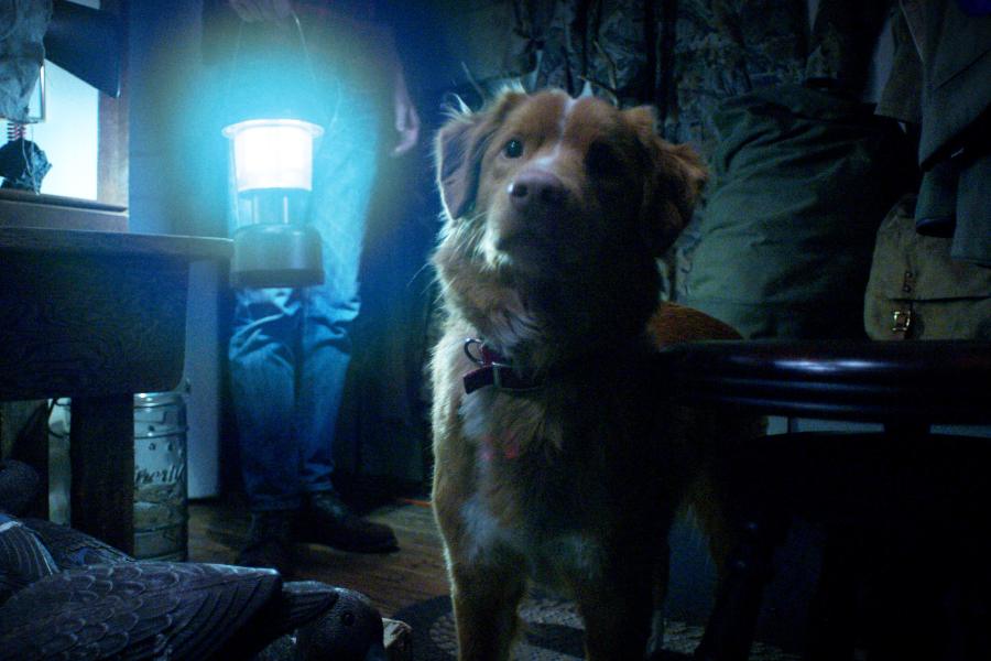 Indy, the dog, in ‘Good Boy’