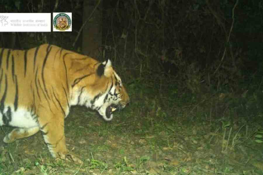 The trap camera image of the tiger at the Buxa reserve