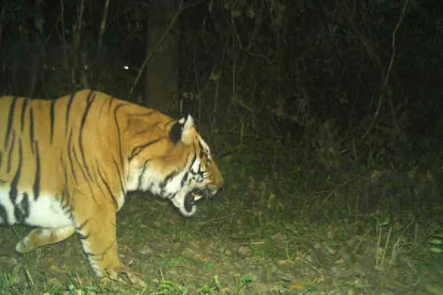 The Bengal tiger clicked in a trap camera in the Buxa Tiger Reserve of Alipurduar on January 15. Picture courtesy: State forest department