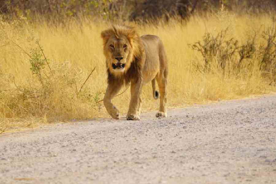 Lioness on the hunt in Etosha National Park. Picture: J.R. Ram
