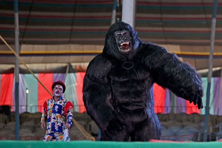 Circuses in India began facing a ban on wildlife acts since the early ’90s