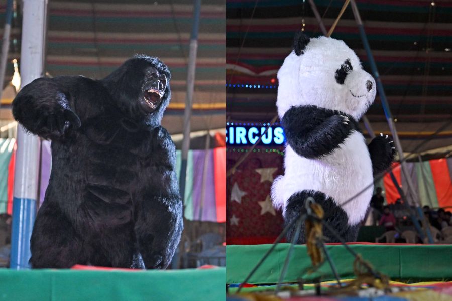 Performers took on the guise of a gorilla and a panda to offer a taste of the old circus to the kids of today