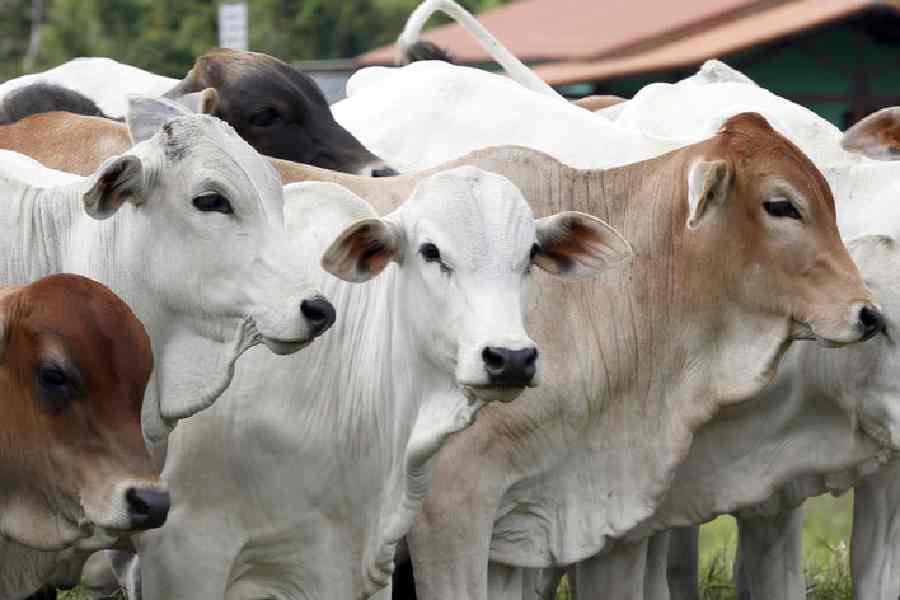 Representational picture