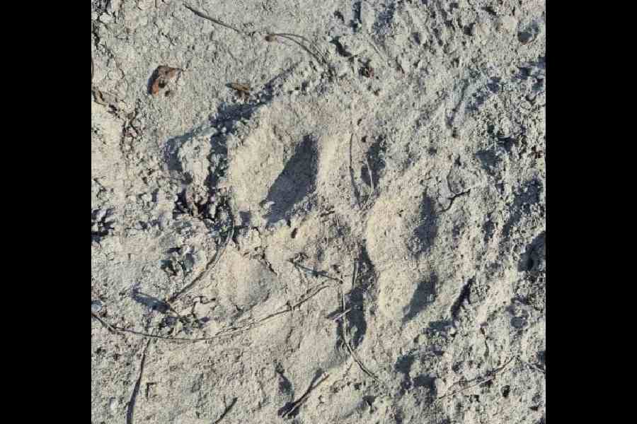 Tiger pugmarks in the Buxa reserve on Monday morning
