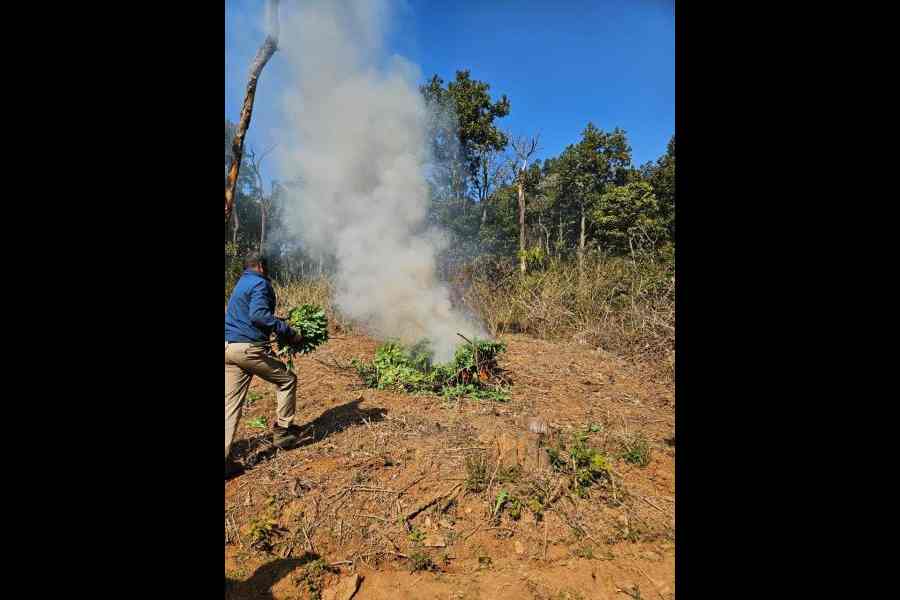 Police destroy poppy plants inside Similipal sanctuary on Monday