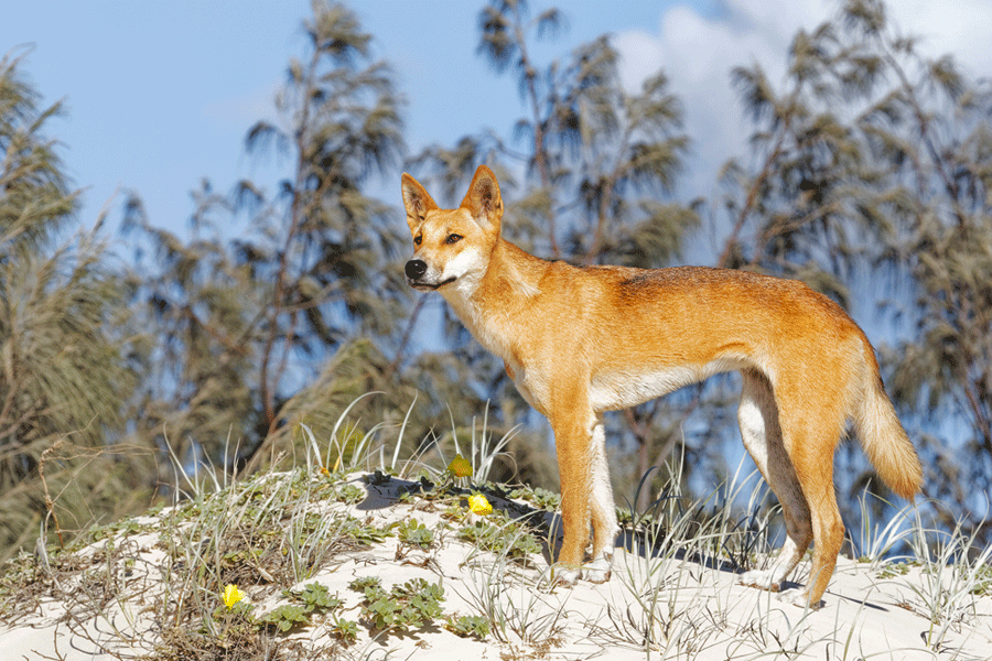 Dingo in the morning sun of Fraser Island.