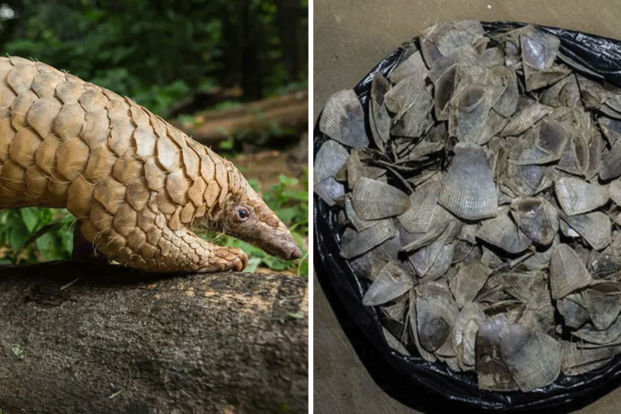 Bag of pangolin scales intended for sale