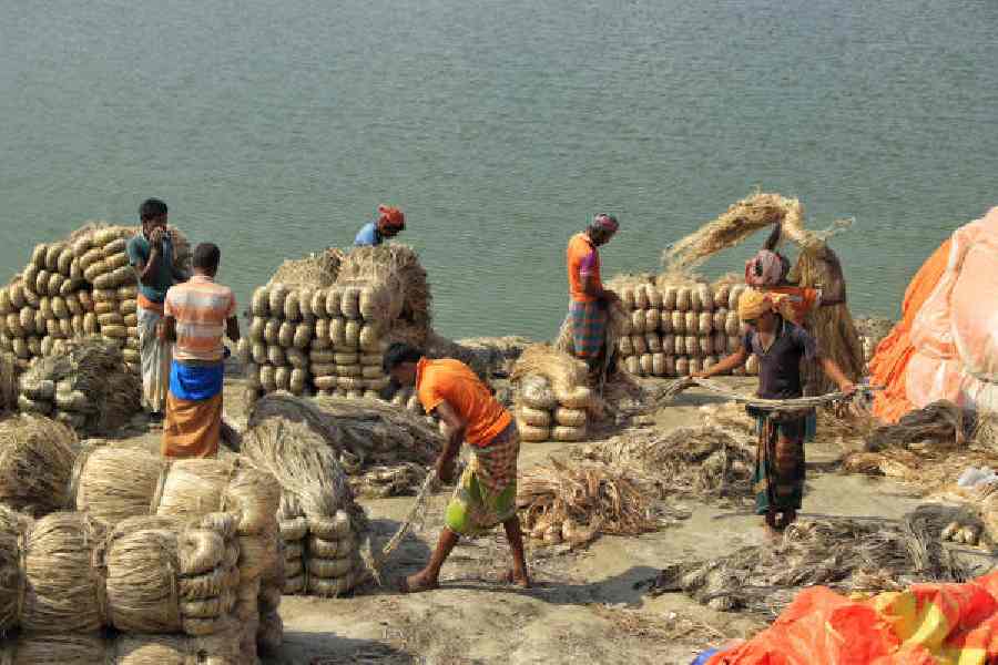 Prices hit ₹13,500 per quintal on Jan 18