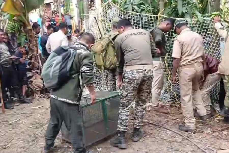 Foresters arrange the cage and the net to trap the Himalayan black bear in the Samsing tea garden on Wednesday.