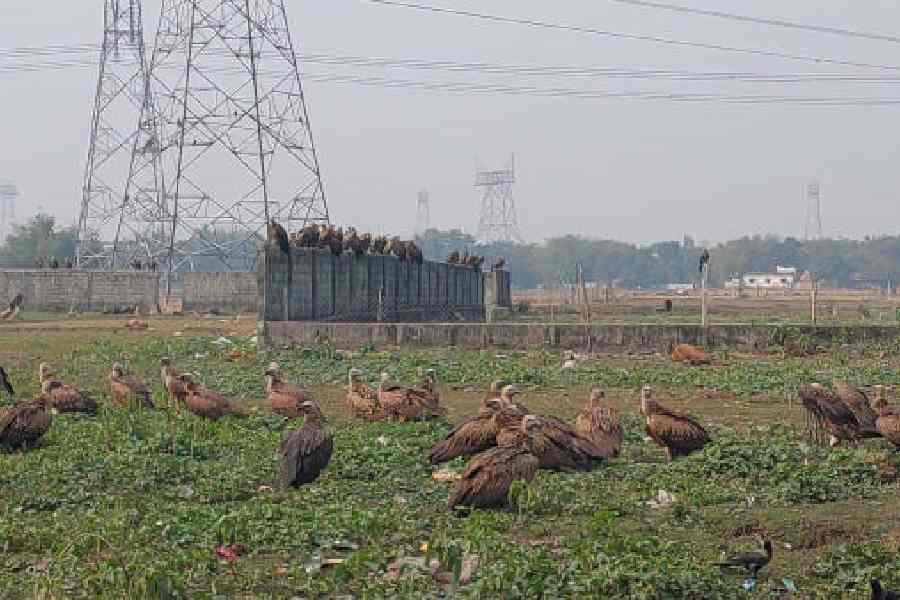 Himalayan griffons spotted at Jatiakali near Siliguri on Thursday.