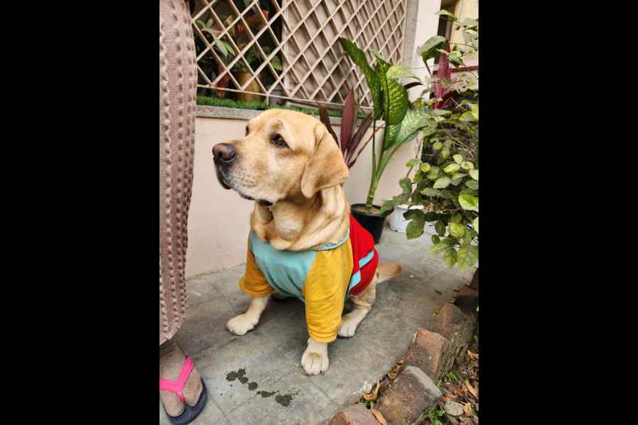 Pawpins strikes a pose