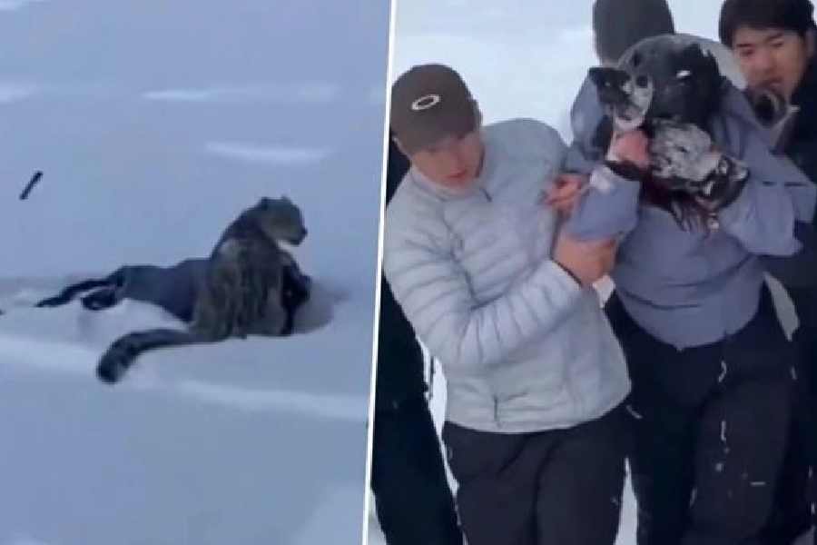 Snow Leopard attacks tourist near Ski area in Xinjiang’s Altay Prefecture