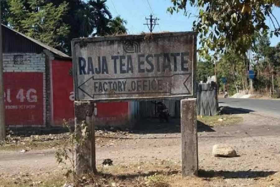 The Raja tea estate in the Malbazar block of Jalpaiguri.  