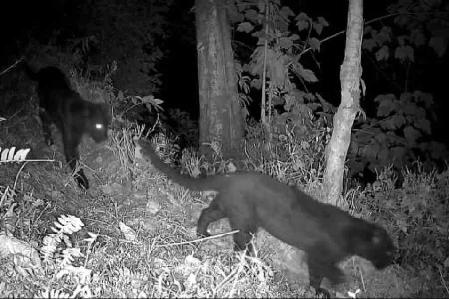 A pair of melanistic leopards captured on trap camera in Kurseong forest recently.  Picture courtesy: Kurseong forest division