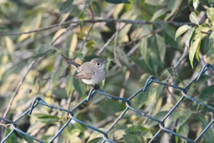 Two of the 168 species recorded during the fourth edition of the Sundarbans Bird Festival
