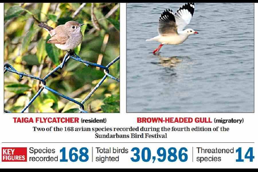 Two of the 168 species recorded during the fourth edition of the Sundarbans Bird Festival