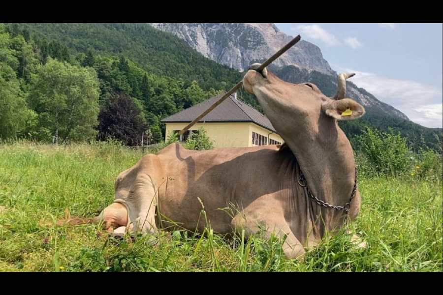 cow uses tool to scratch