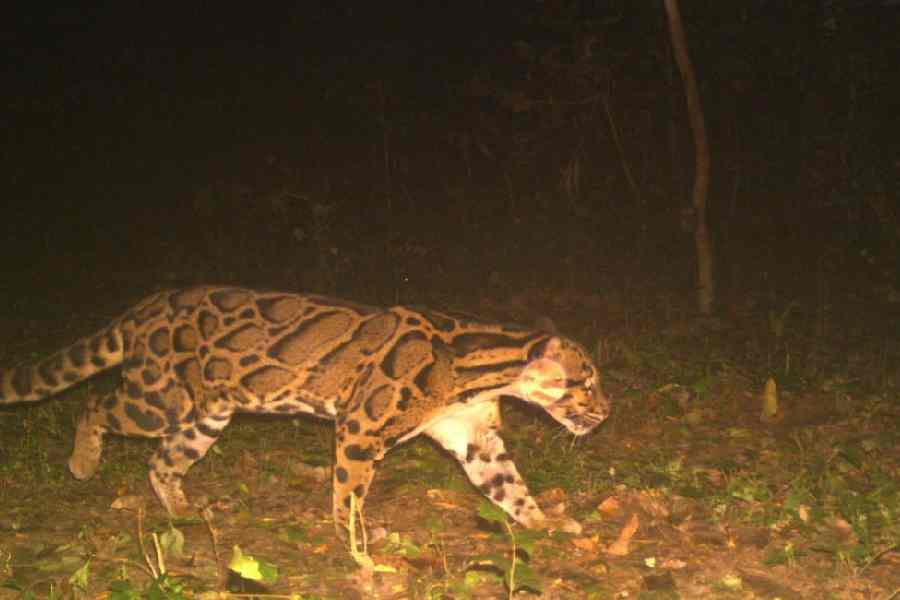 The clouded leopard recently caught on trap camera at the Buxa Tiger Reserve of Alipurduar.
