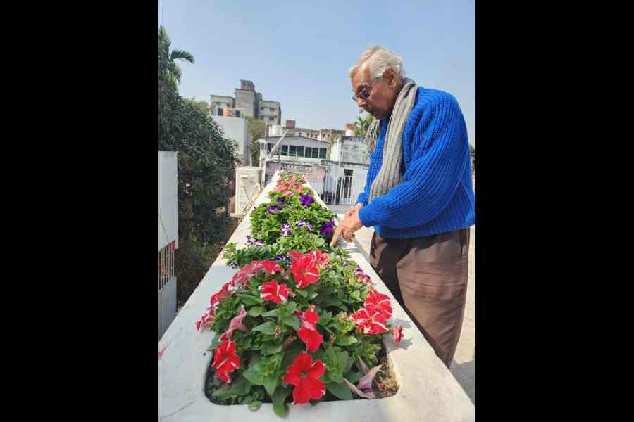 Siddhartha Basu tends to the Petunias on his terrace.