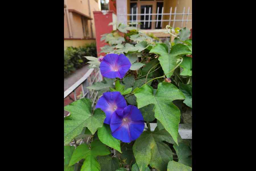 Morning Glories outside his house