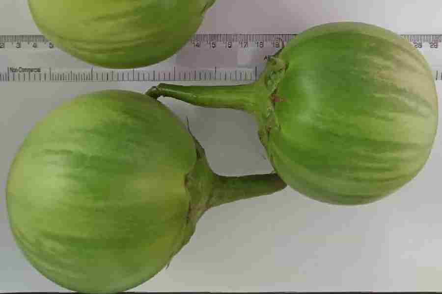 The distinctive Ashapur Brinjals