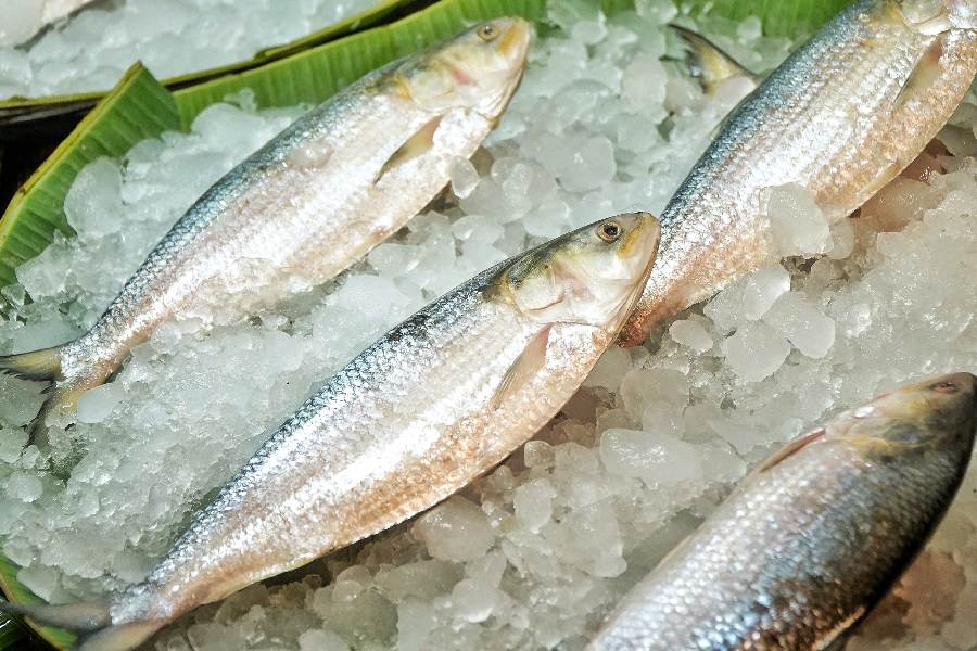 Consumers who bought hilsa this season say the frozen fish has failed to live up to expectations when it comes to taste and texture