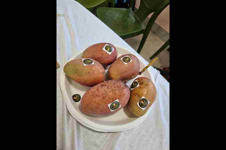Miyazaki mangoes from Malda. Each piece was sold for Rs 700