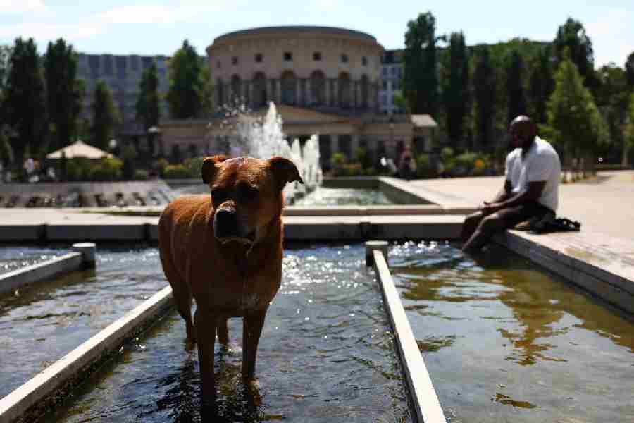 DEJA WOE: A man and his dog cool off in a fountain at the Place Stalingrad in Paris