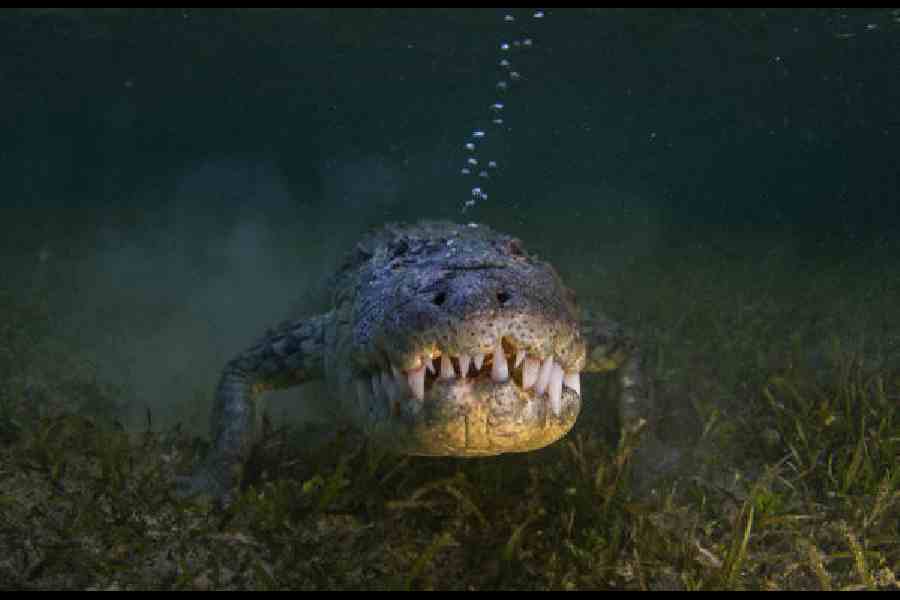 The crocodile picture