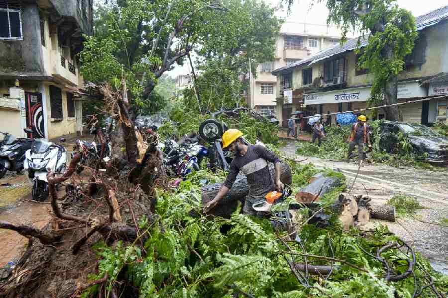 An uprooted tree lies on a road after heavy rainfall and strong winds, in Mahim, Mumbai, Maharashtra, Sunday, July 5, 2026. Several areas recorded more than 200 mm of rainfall, while a few areas logged a whopping 300 mm of downpour in the last 24 hours.