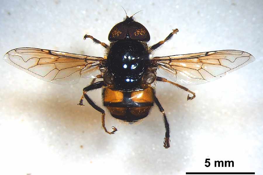 A new species of hoverflies