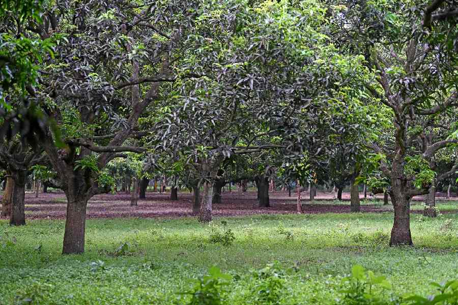 Gandhi Gram's mango orchards are home to the peacocks