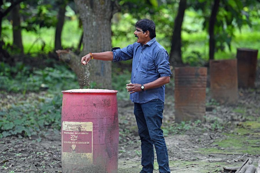 Upen Kalya feeding rice grains during the peacocks feeding time