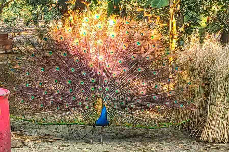A peacock with a fully bloomed train, in the courtyard of Kalya's house
