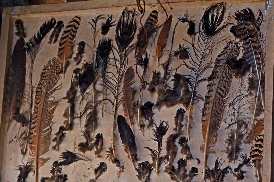 Various types of peacock feathers that Kalya has collected over the years
