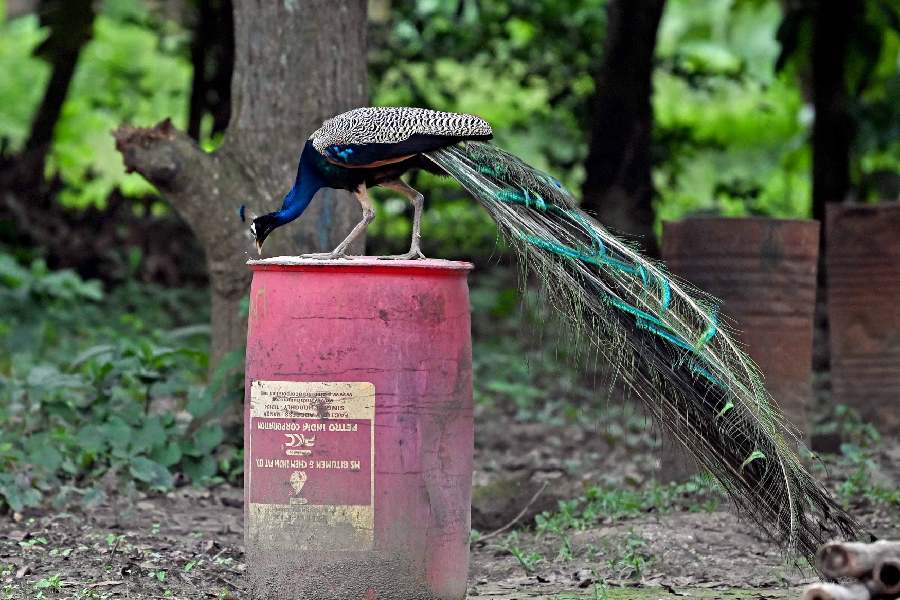 This bird had recently been a victim of dog attacks. It lost some of its tail feathers in the attack