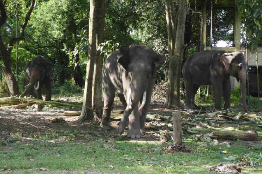 Three trained jumbo guardians arrive at Buxa ahead of royal Bengal tiger introduction