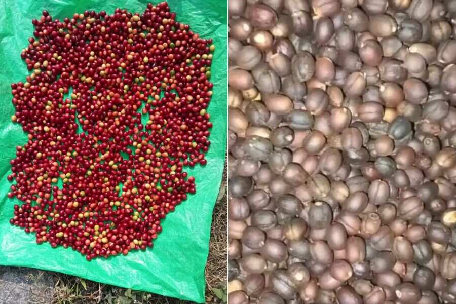 North Bengal Farmers Shift to Coffee Amid Tea Decline