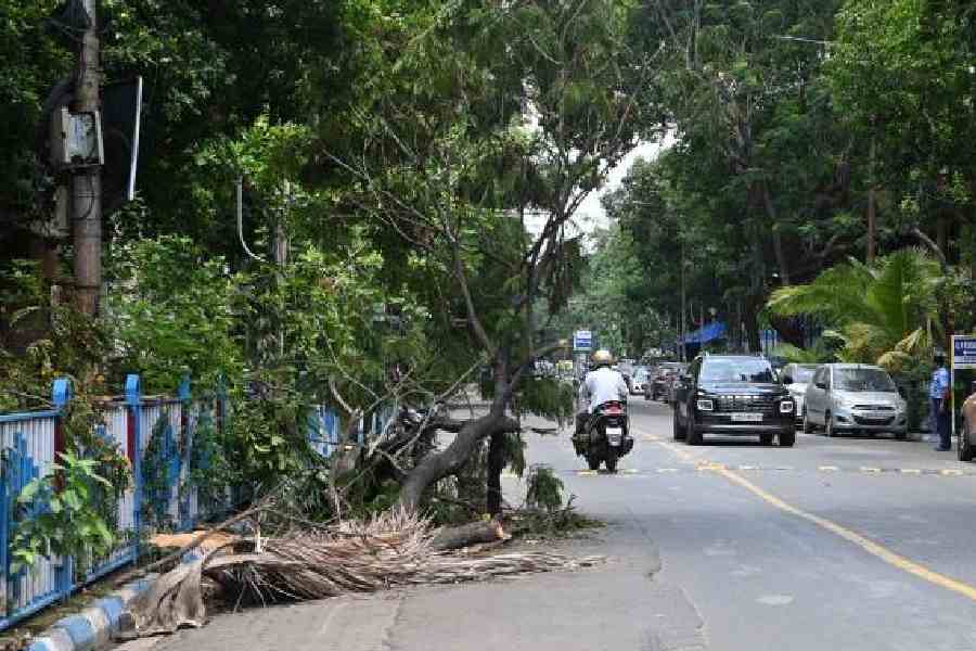 An uprooted tree blocks Nalini Ranjan Avenue