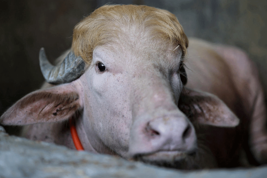 An albino buffalo named after U.S. President Donald Trump in Bangladesh
