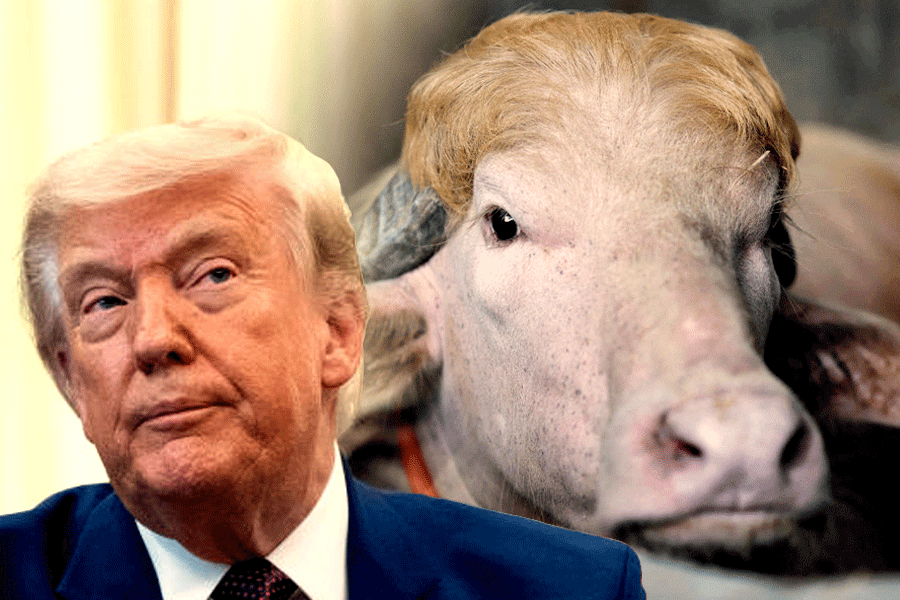 An albino buffalo named after U.S. President Donald Trump in Bangladesh