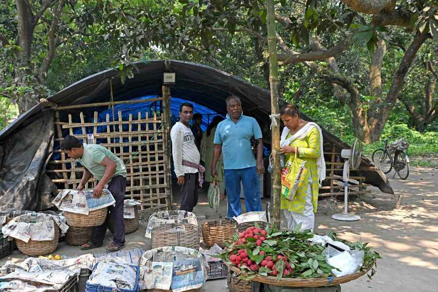 Mango orchad in Chandannagar