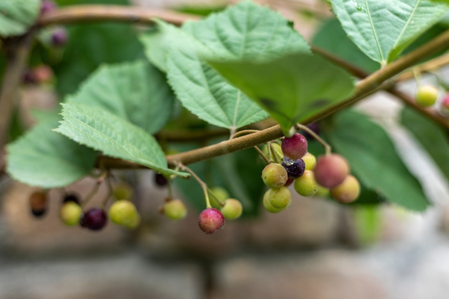 The falsa berry