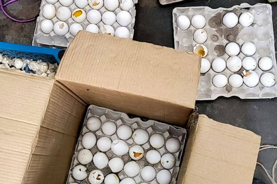 Who is buying all the rotten eggs?