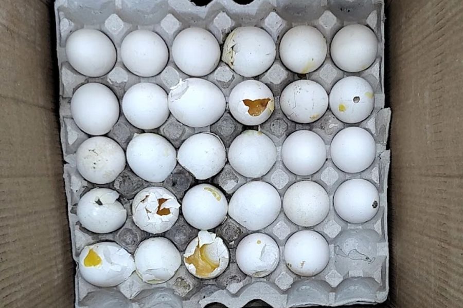 Price of rotten eggs have increased in several parts of Kolkata