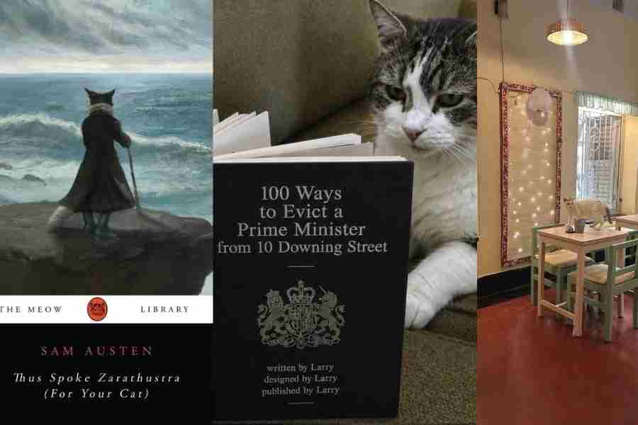 JERRYMANDERING: (Fom left)A title from The Meow Library; the Chief Mouser at 10 Downing Street, Larry; and a feline guest at Wilson’s Cafe in Calcutta.            Photos sourced by The Telegraph 