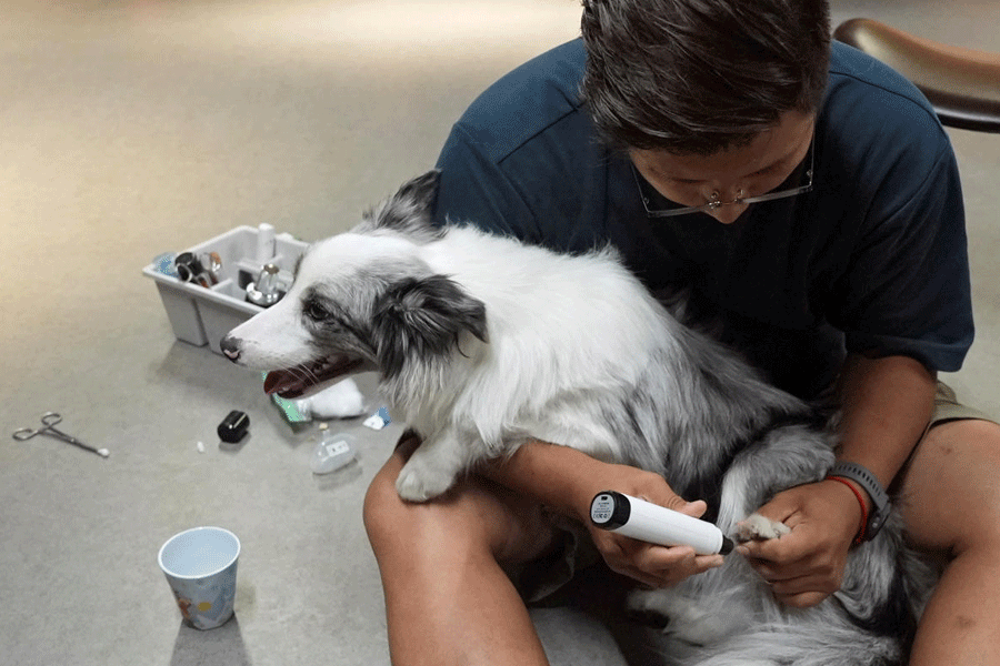 Kindergarten for dogs in Shanghai