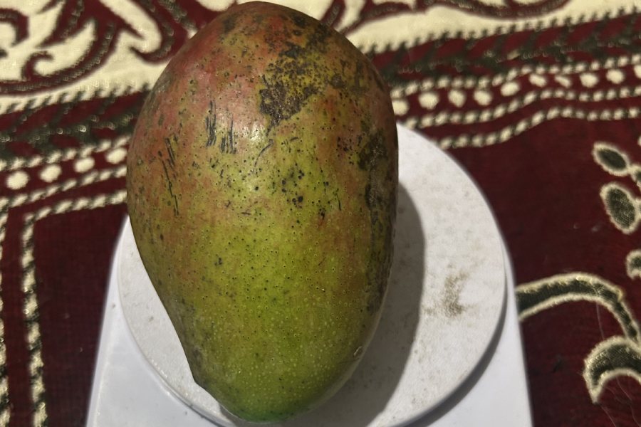 The Miyazaki mango grown in Darjeeling